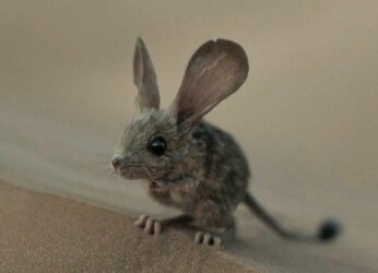 dune-mouse.jpg
