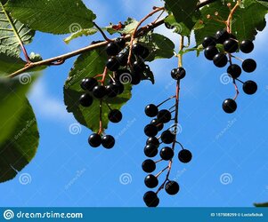 these are the berries you're looking for.jpg