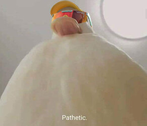 pitvipers.jpg