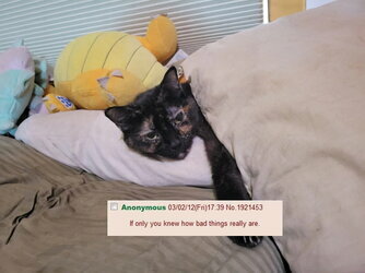 kooter.jpg