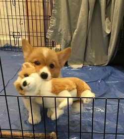 pupper.png
