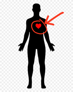 humanbod.png