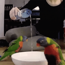 thirsty birds.gif