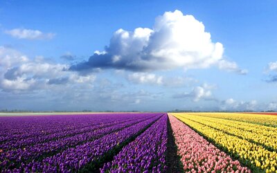 flowers.jpg