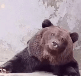 bear-drinking.gif