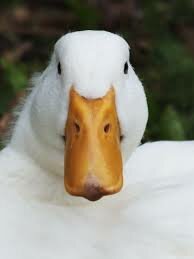 images (8).jpeg
