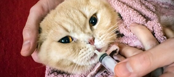owner-giving-cat-liquid-medicine.jpg