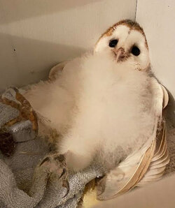 lazy owl.jpg