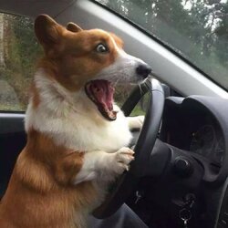 dog can drive.jpg