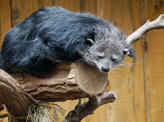 resting binturong.png