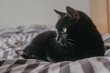cat-5233986_960_720.jpg