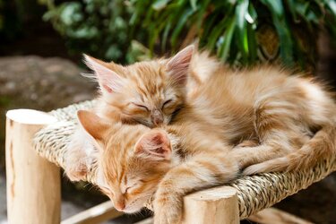 kittens-1916542_960_720.jpg