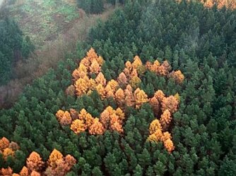 nc_swastika_forest_ll_130705_4x3_384.jpg