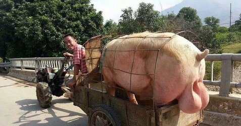 gigantic pig haul.jpeg