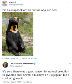 bear.png