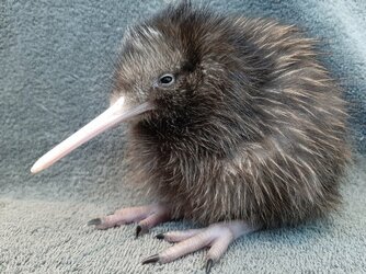 sad kiwi bird.jpg