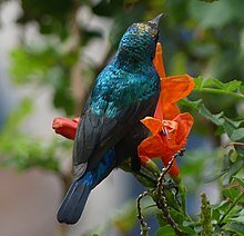 PalestineSunbird_TyreSourLebanon_RomanDeckert03122019.jpg