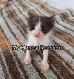 My Honest Reaction cat Kitten kitty.jpg
