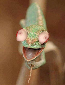 rango.jpg