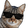 cool-cat.gif