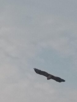 IMG_20200824_181716557.jpg