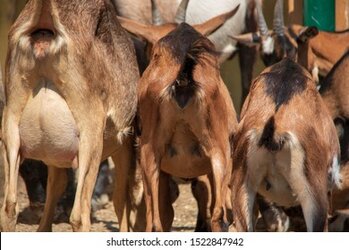 funny-view-buttocks-three-goats-260nw-1522847942.jpg