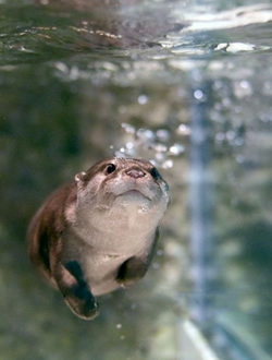 otter in the water.png