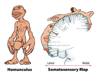 homunculus.png