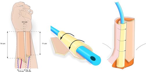 micr22168-fig-0005-m.jpg