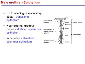 Male+urethra+-+Epithelium.jpg