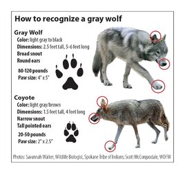 coyote.jpg