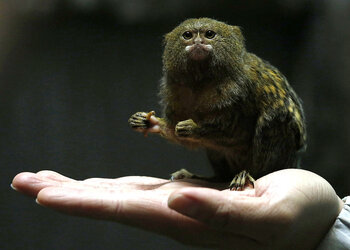 tinymonkey.jpg