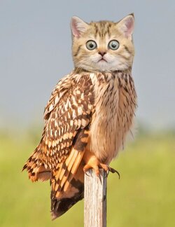 catbird.jpg