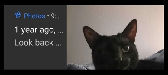meowmories.jpg