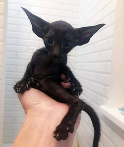 batcat.png