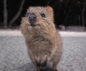 quokka.png