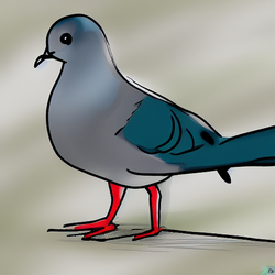 00005-1818376779-pigeon, wikih.png