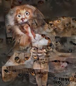 wobblycatsyndrome.jpg