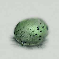 kiwi.png