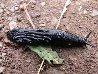 Black_Slug.jpeg