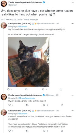 cat.jpg