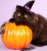 pumpkincatLARGE.jpg