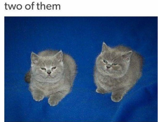 twoofthem.png