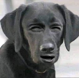 animal z000wutdog.jpg
