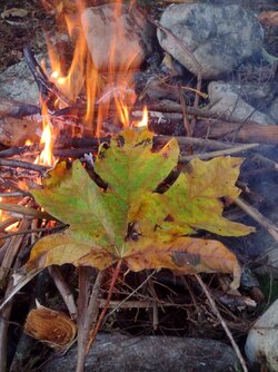 leaf.jpg