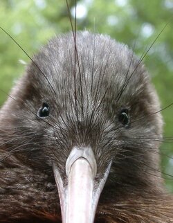 Kiwi Bird (III).jpg