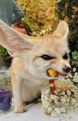 aminal.png