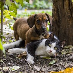 help-my-dog-has-started-attacking-my-cat.jpg