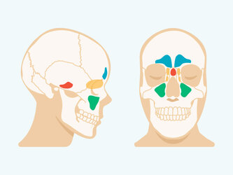 123352-sinuses-original-732x549-feature.jpg