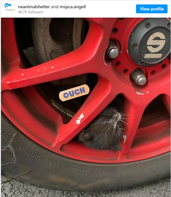 rescue kitten.png